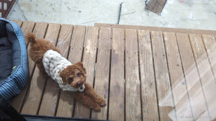 外のドックランのデッキでのびのびしてます🐾｜矢山　文宣(ややま　ふみのぶ)ブリーダー(宮崎県・ペキニーズなど・JKC登録)の紹介写真6