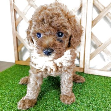 トイプードル(タイニー)【宮崎県・男の子・2025年6月7日・血統書に記載されている毛色】の写真「大きなおめめで、とても
人懐っこいです😊」