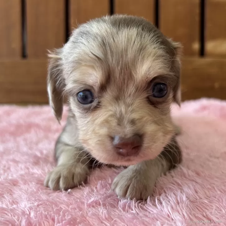ID：2502-02117の子犬