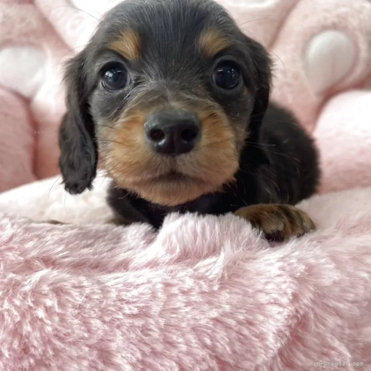 ID：2512-03016の子犬