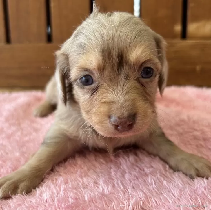 ID:2502-02120の子犬