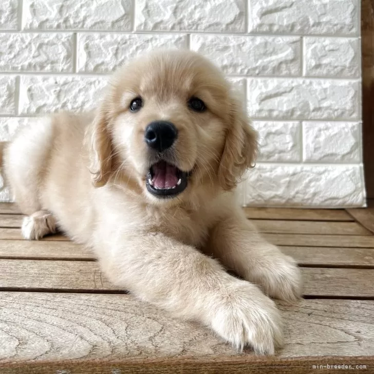 ID：2504-02870の子犬