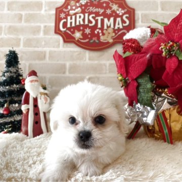 ミックス(ペキニーズ×ビションフリーゼ)【佐賀県・男の子・2025年10月1日・ホワイト】の写真「とっても可愛い男の子(*^_^*)」