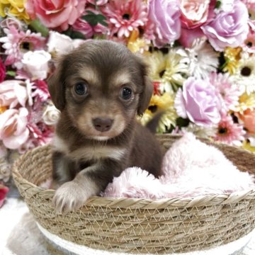 チワックス(チワワ×ダックスフンド)【佐賀県・女の子・2025年9月2日・チョコタン】の写真「とっても可愛い女の子(*^_^*)」