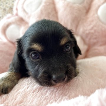 チワックス(チワワ×ダックスフンド)【佐賀県・男の子・2025年9月25日・ブラックタンホワイト】の写真「とっても可愛い男の子(*^_^*)♡」