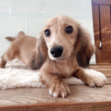 ミニチュアダックスフンド(ロング)【佐賀県・男の子・2025年3月9日・シェーデッドイエロー】の写真「とっても可愛い男の子(*^_^*)」