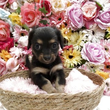 チワックス(チワワ×ダックスフンド)【佐賀県・女の子・2025年9月2日・ブラックタン】の写真「とっても可愛い女の子(*^_^*)」