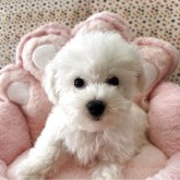 ビションフリーゼ