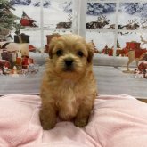 ペキプー(ペキニーズ×トイプードル)