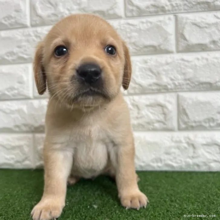 ID:2305-01983の子犬