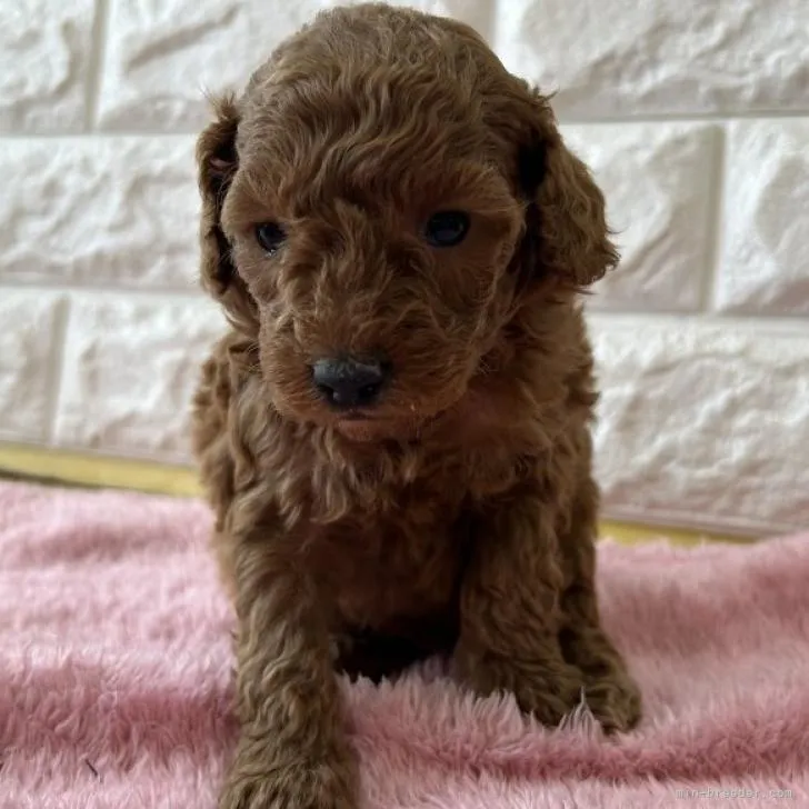 ID：2212-03921の子犬