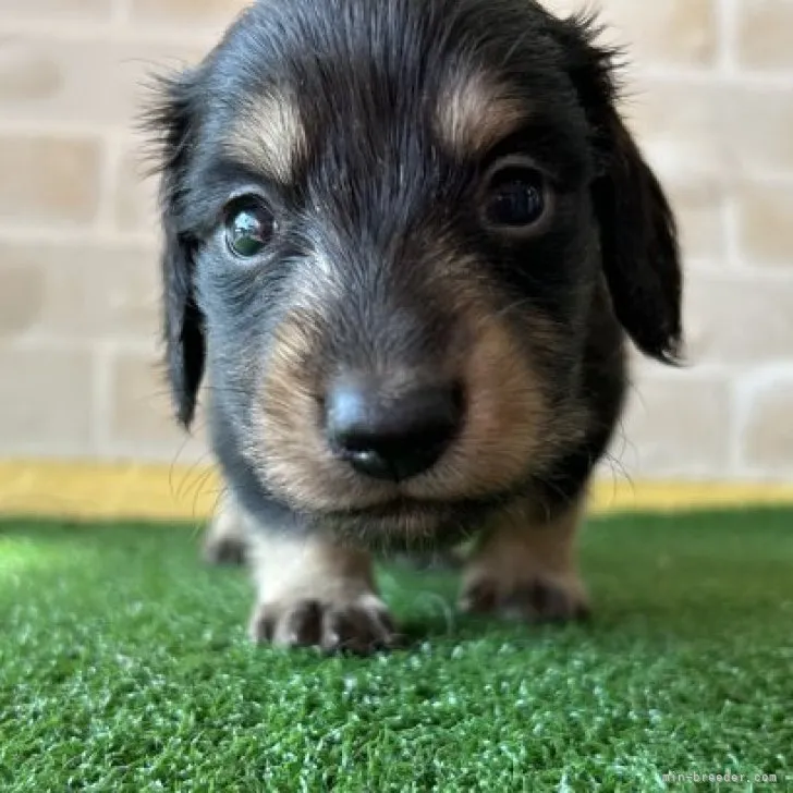 ID:2311-01185の子犬