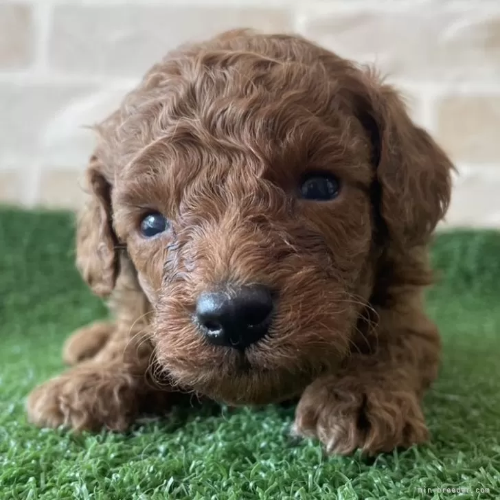 ID：2409-00582の子犬