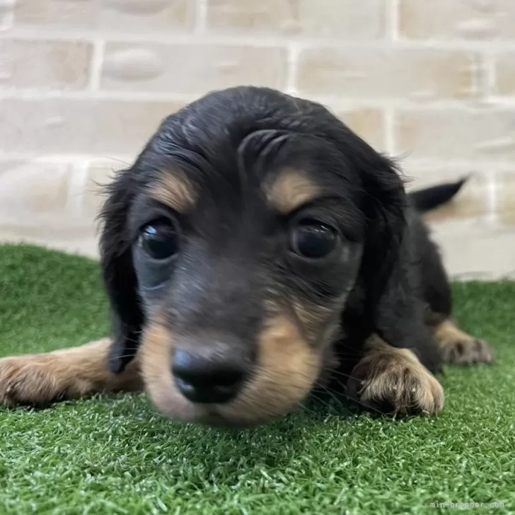 ID:2407-04347の子犬