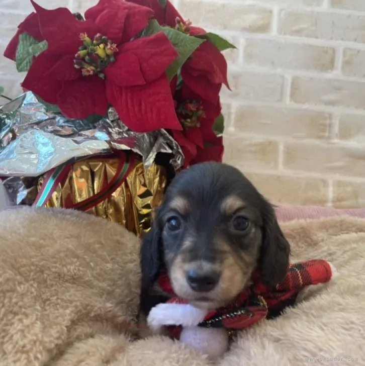 ID:2311-01188の子犬