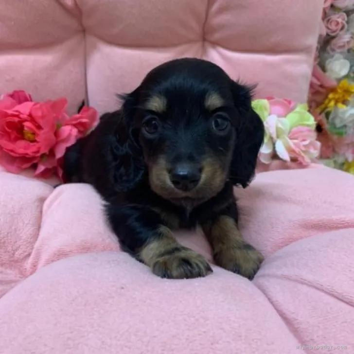ID:2208-04813の子犬