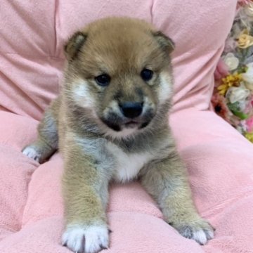 柴犬(標準サイズ)【佐賀県・男の子・2023年4月21日・赤】の写真「とっても元気な男の子です☆」