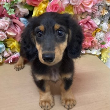 ミニチュアダックスフンド(ロング)【佐賀県・男の子・2024年6月24日・ブラックタン】の写真「とっても優しいお顔の男の子♡」