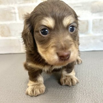 ミニチュアダックスフンド(ロング)【佐賀県・男の子・2023年4月8日・チョコイエロー】の写真「とっても甘えん坊な男の子」