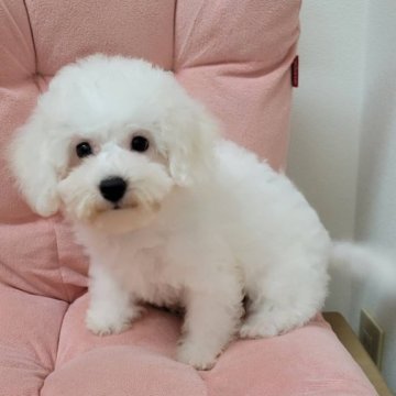 ビションフリーゼ【佐賀県・女の子・2023年4月21日・ホワイト】の写真「とっても元気でパワフル満点の女の子です♡」