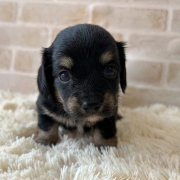 ミックス(ミニチュアダックス×チワワ)【佐賀県・女の子・2023年2月4日・ブラックタン】の写真「とっても可愛い女の子」