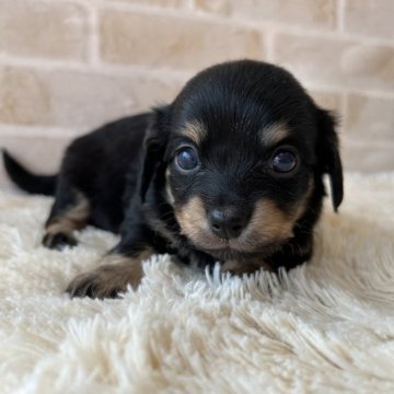 ミックス(ミニチュアダックス×チワワ)【佐賀県・男の子・2023年2月4日・ブラックタン】の写真「とっても甘えん坊な男の子」