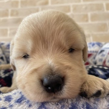 ゴールデンレトリバー【佐賀県・女の子・2024年1月13日・ゴールデン】の写真「とっても可愛い女の子！!」