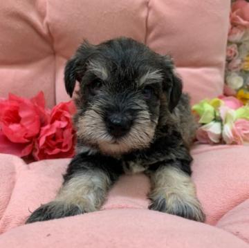 ミニチュアシュナウザー【佐賀県・男の子・2022年7月9日・ソルト&ペッパー】の写真「食欲旺盛！元気いっぱい！の男の子☆」