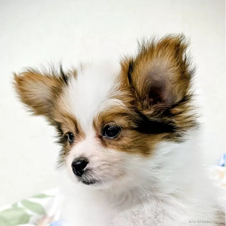 ID：2508-06872の子犬