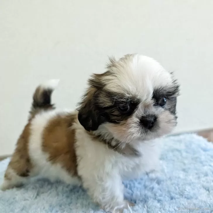 ID:2505-07855の子犬