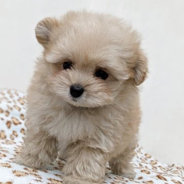 ポメプー(ポメラニアン×トイプードル)【宮崎県・男の子・2025年7月6日・アプリコット】の写真「とにかく甘えんぼうで困っちゃう💦😄💦」