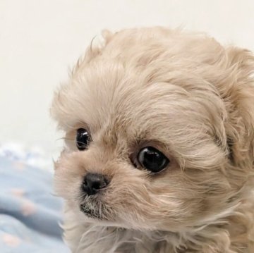 ペキプー(トイプードル×ペキニーズ)【宮崎県・男の子・2025年9月18日・アプリコット】の写真「おっとりさんで人を和ませるタイプ💞抱きしめて〜」