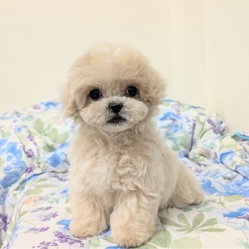 ペキプー(トイプードル×ペキニーズ)【宮崎県・男の子・2025年8月5日・アプリコット】の写真「まったりお膝の上💞　それだけで〜幸せ〜😊💕」