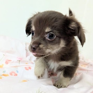 チワックス(チワワ×ダックスフンド)【宮崎県・女の子・2025年9月4日・チョコタン】の写真「お母さん似の明るい性格　いつもニコニコ愛想良し😊」