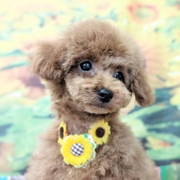 タイニープードル【宮崎県・女の子・2025年5月7日・レッド】の写真「小さめだけどお散歩好きな子になりそう❣️」