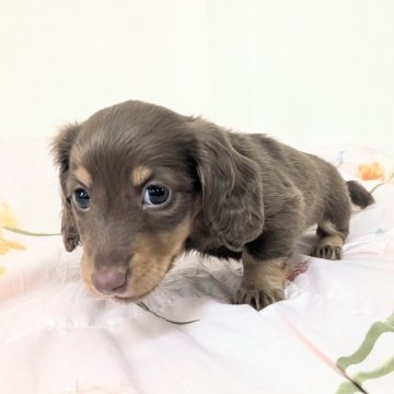 ミニチュアダックスフンド(ロング)【宮崎県・女の子・2025年9月23日・チョコタン】の写真「尻尾がぐにゅっと短いの😭でもお利口さん😃💞」