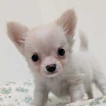 チワワ(ロング)【宮崎県・男の子・2025年10月10日・クリーム&ホワイト】の写真「ちょっとつぶらな瞳😅！元気で甘えん坊✌️💕」