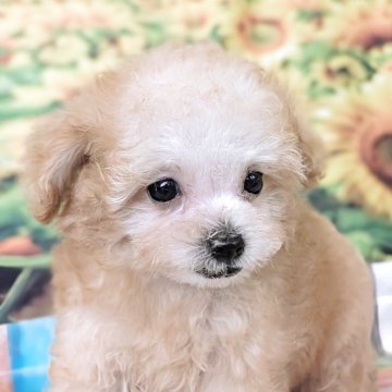 トイプードル(タイニー)【宮崎県・男の子・2025年6月6日・アプリコット】の写真「8月4日時点で512㌘のマスコットボーイ💖」