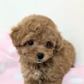 トイプードル(トイ)