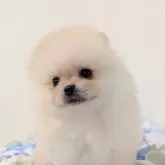 ポメラニアン