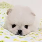 ミックス(ポメラニアン×ペキニーズ)【宮崎県・男の子・2025年10月16日・アイボリー】の写真1「ややクリームっぽい毛色です❣️」