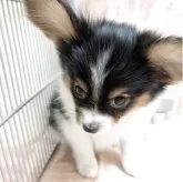 パピヨン