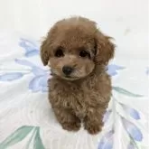 タイニープードル