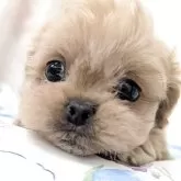 ペキプー(トイプードル×ペキニーズ)【宮崎県・男の子・2025年9月18日・アプリコット】の写真2