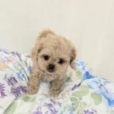 ペキプー(トイプードル×ペキニーズ)【宮崎県・男の子・2025年9月18日・アプリコット】の写真3