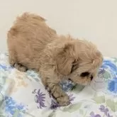 ペキプー(トイプードル×ペキニーズ)【宮崎県・男の子・2025年9月18日・アプリコット】の写真4