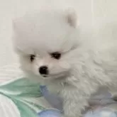 ポメラニアン【宮崎県・男の子・2025年6月6日・ホワイト】の写真4