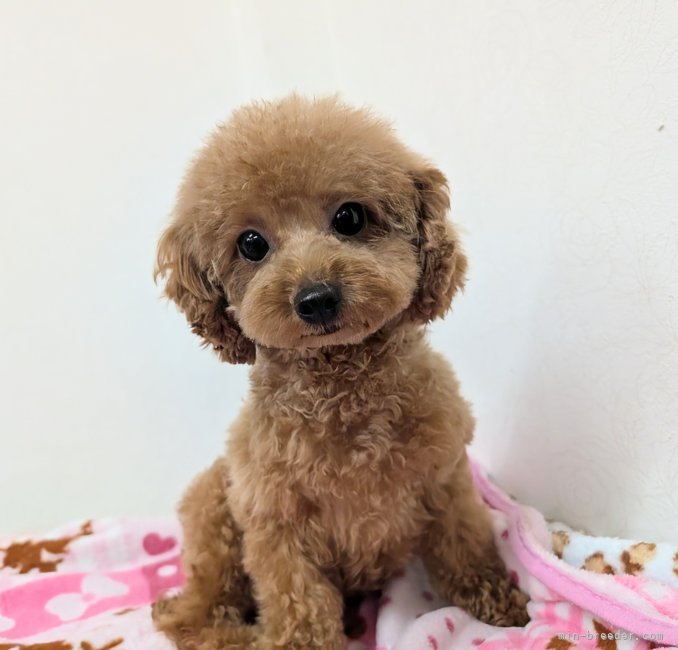 ティーカッププードル【・女の子・2024年6月13日・レッド】