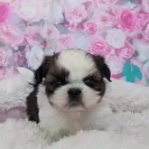 シーズー【宮崎県・女の子・2023年12月24日・ホワイト&ゴールド】の写真1