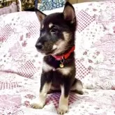 柴犬(標準サイズ)